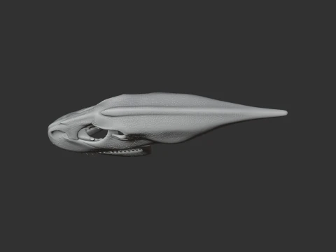 Maraapunisaurus Skull 3D Model