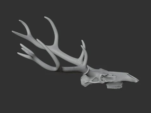 Marsh Deer Skull 3D Model