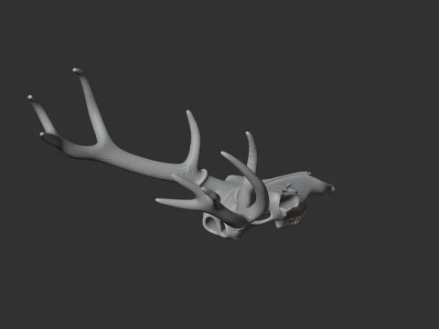 Marsh Deer Skull 3D Model
