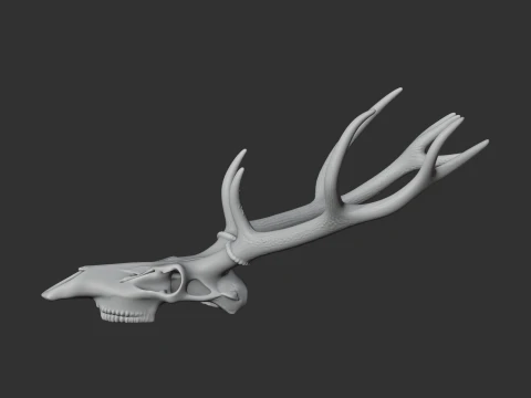 Marsh Deer Skull 3D Model