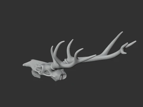 Marsh Deer Skull 3D Model