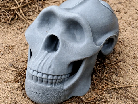 Meganthropus Skull 3D Model