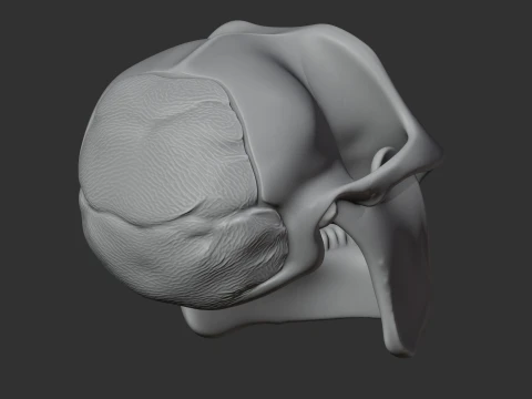 Meganthropus Skull 3D Model