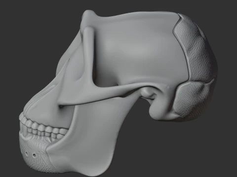 Meganthropus Skull 3D Model