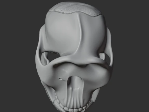 Meganthropus Skull 3D Model