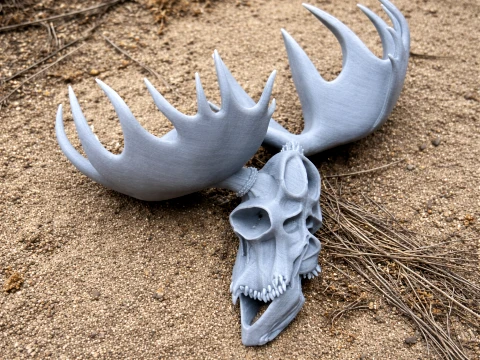 Moose Skull 3D Model