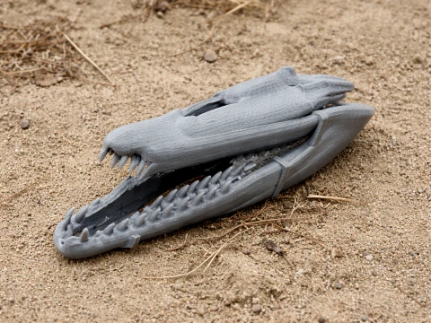 Mosasaurus Skull 3Dモデル