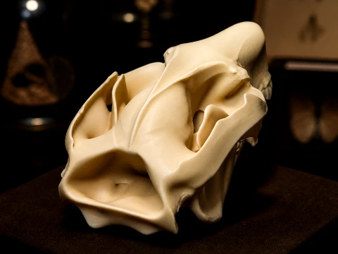 Mountain Brushtail Possum Skull 3D Model