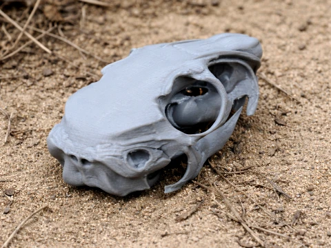 Mountain Viscacha Skull Modello 3D