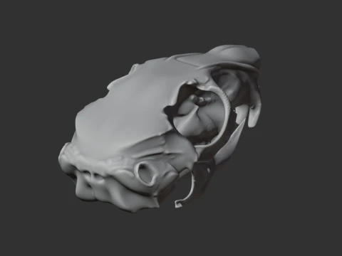 Mountain Viscacha Skull 3D Model