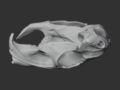 Mountain Viscacha Skull 3D Model