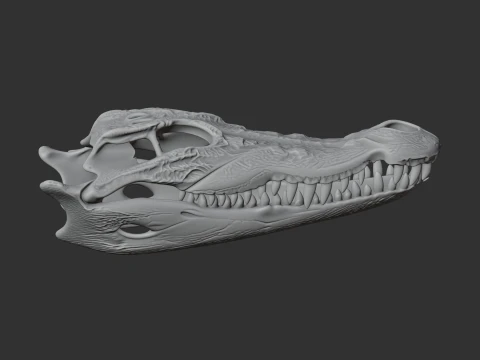 Mugger Crocodile Skull 3D Model