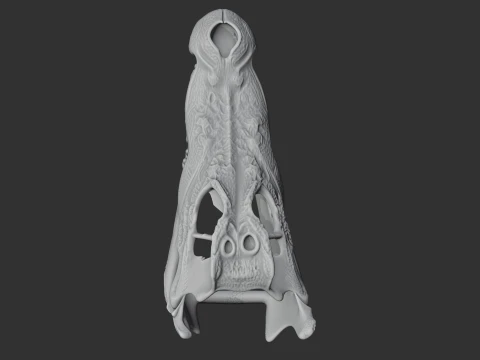Mugger Crocodile Skull 3D Model