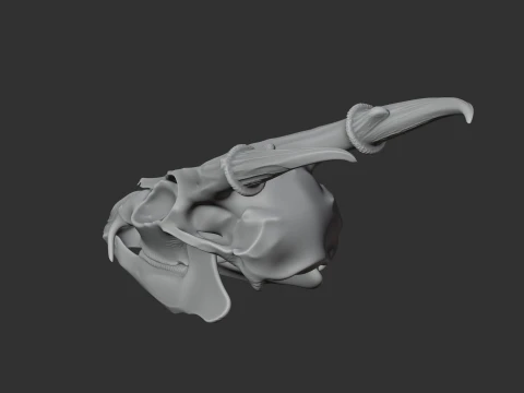 Muntjac Skull 3D Model