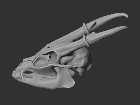 Muntjac Skull 3D Model