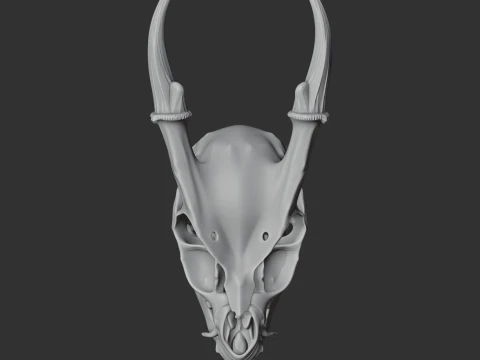 Muntjac Skull 3D Model