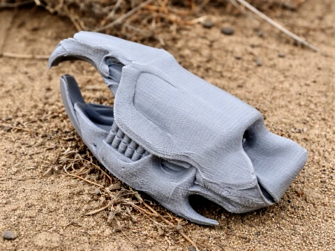 Muskrat Skull 3D Model