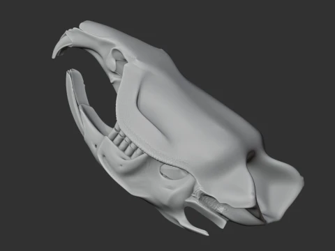 Muskrat Skull 3D Model