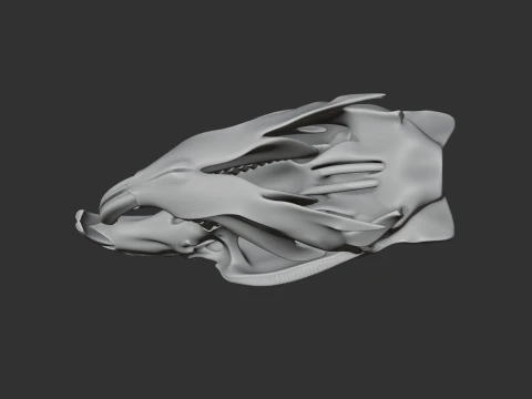 Muskrat Skull 3D Model