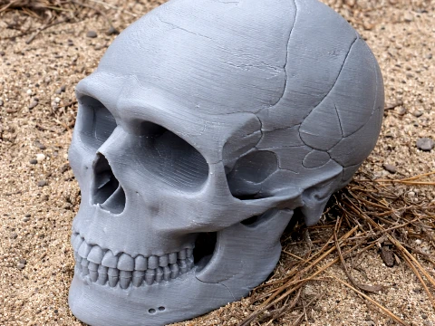 Neanderthal Skull 3D Model