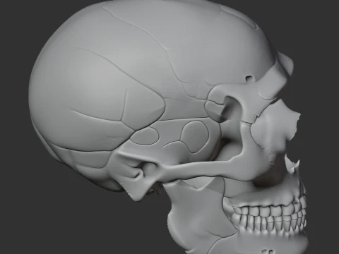 Neanderthal Skull 3D Model