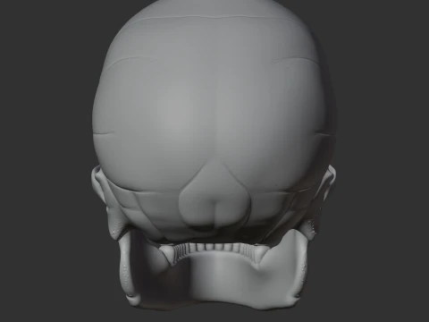 Neanderthal Skull 3D Model