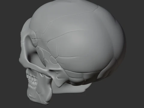 Neanderthal Skull 3D Model