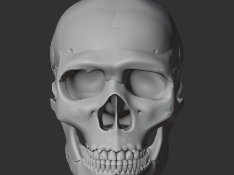 Neanderthal Skull 3D Model