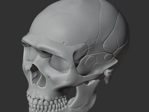 Neanderthal Skull 3D Model