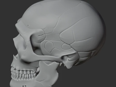 Neanderthal Skull 3D Model