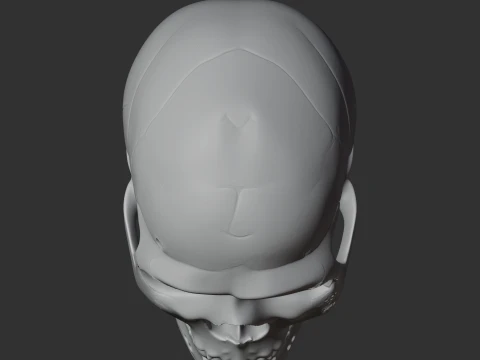 Neanderthal Skull 3D Model