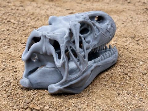 Neovenator Skull Modelo 3D
