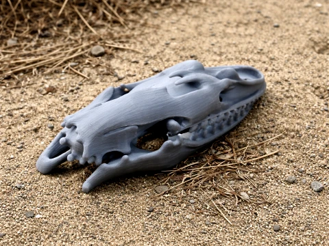 Nile Monitor Savannah Skull 3D Model