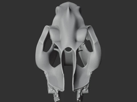 Nimravus Skull 3D Model