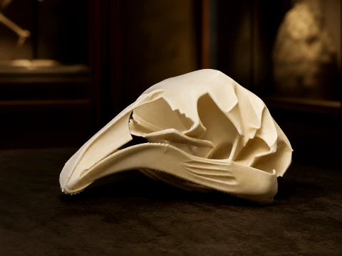 North Island Giant Moa Skull 3Dモデル