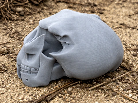 Nototherium Skull Model 3D