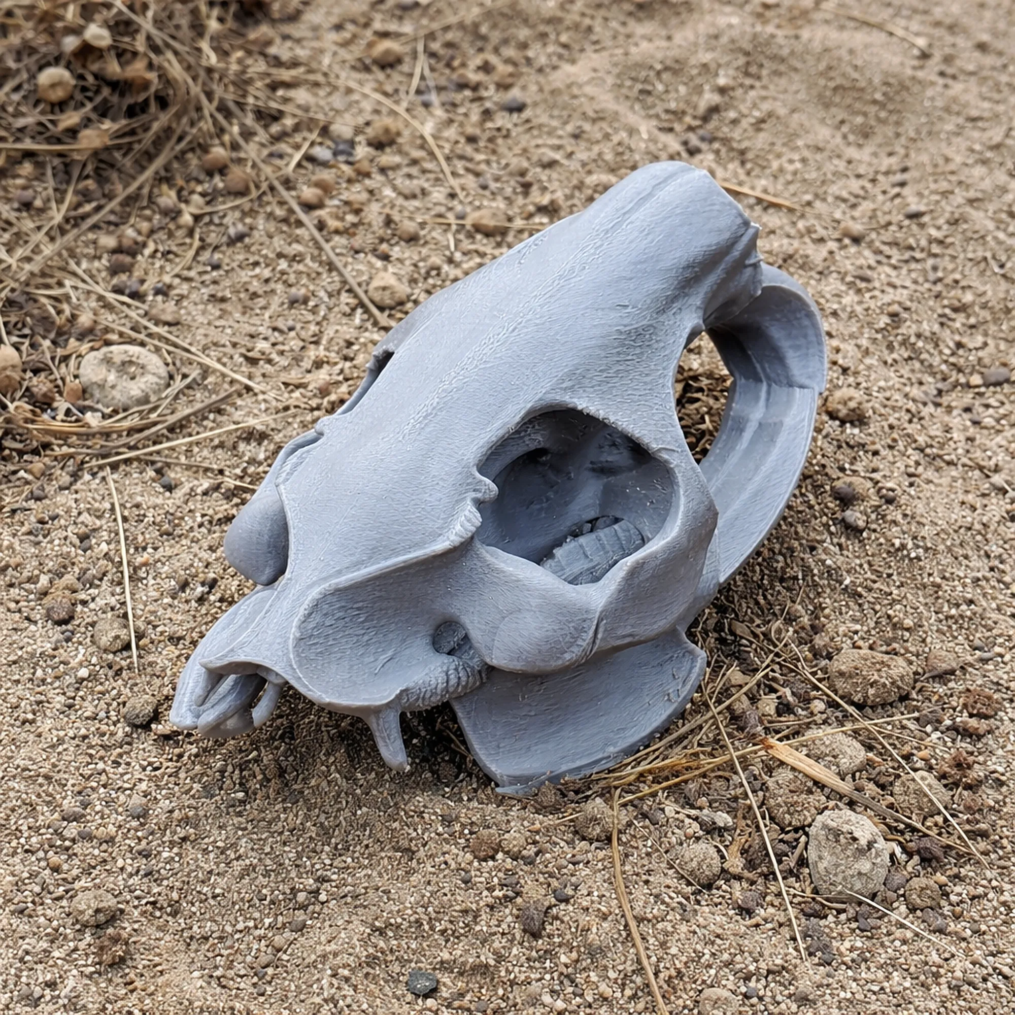 Nutria Coypu Skull 3D Model .c4d .max .obj .3ds .fbx .stl .blend 
