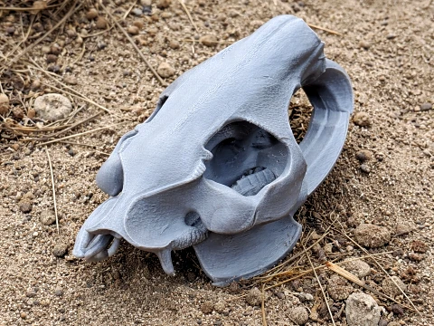 Nutria Coypu Skull Modelo 3D
