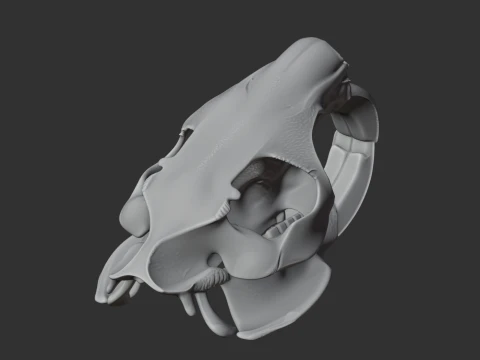 Nutria Coypu Skull 3D Model