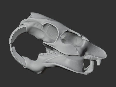 Nutria Coypu Skull 3D Model