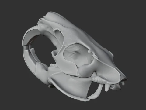 Nutria Coypu Skull 3D Model