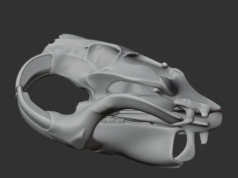 Nutria Coypu Skull 3D Model