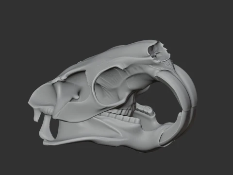 Nutria Coypu Skull 3D Model
