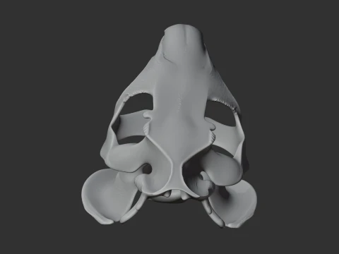 Nutria Coypu Skull 3D Model
