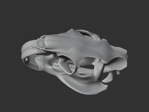 Nutria Coypu Skull 3D Model