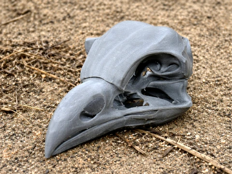 Oilbird Skull 3D 모델