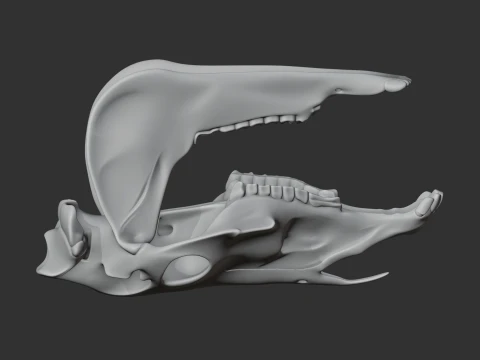 Olingo Skull 3D Model