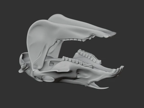 Olingo Skull 3D Model