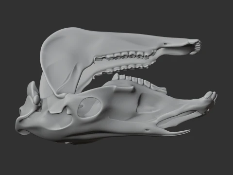 Olingo Skull 3D Model