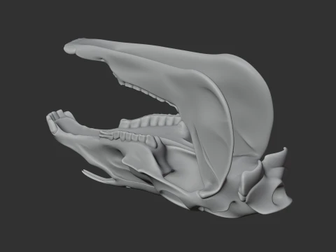 Olingo Skull 3D Model